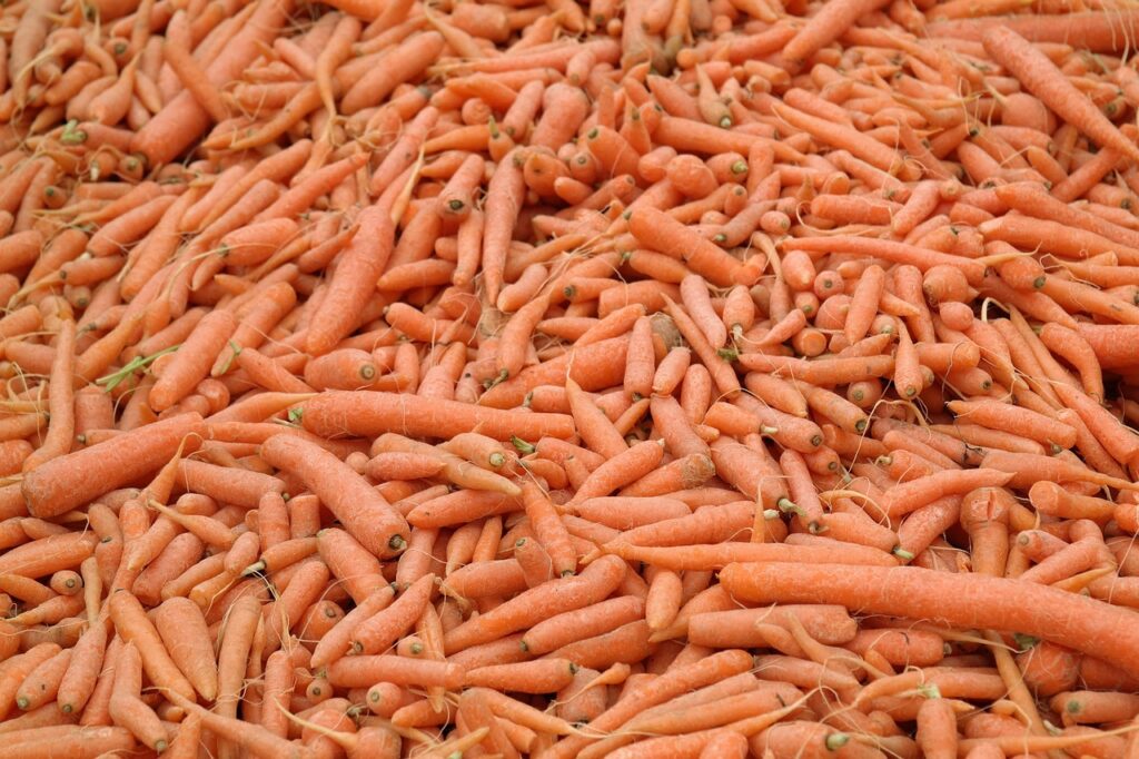 carrots, vegetables, mohr practice, healthy, nourishment, food