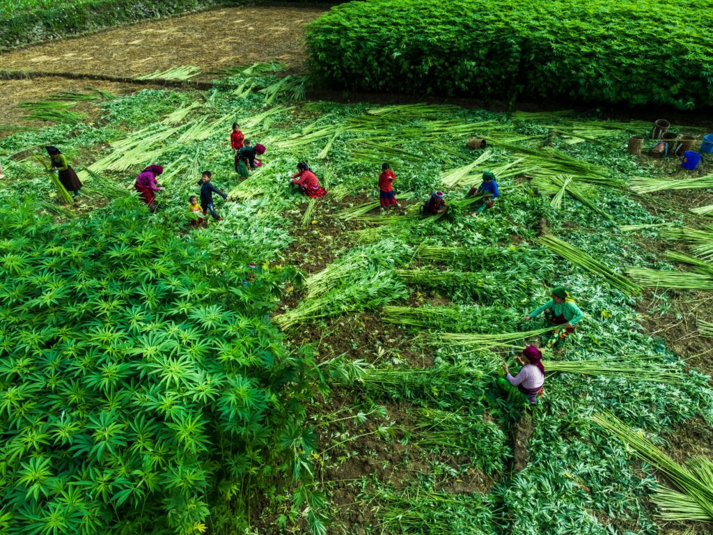 Workers harvesting green crops in a lush, vibrant field from above.