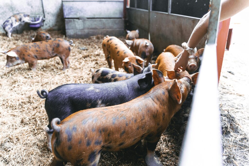 A group of speckled brown pigs on a farm being fed. Rustic farm setting.
